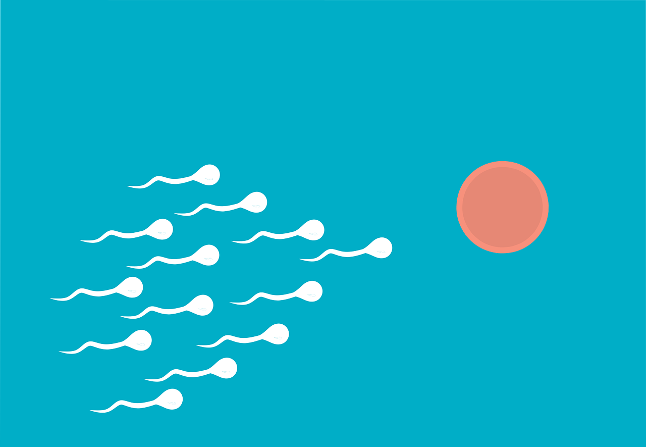 ¿Cuánto esperma se necesita para que una mujer quede embarazada?