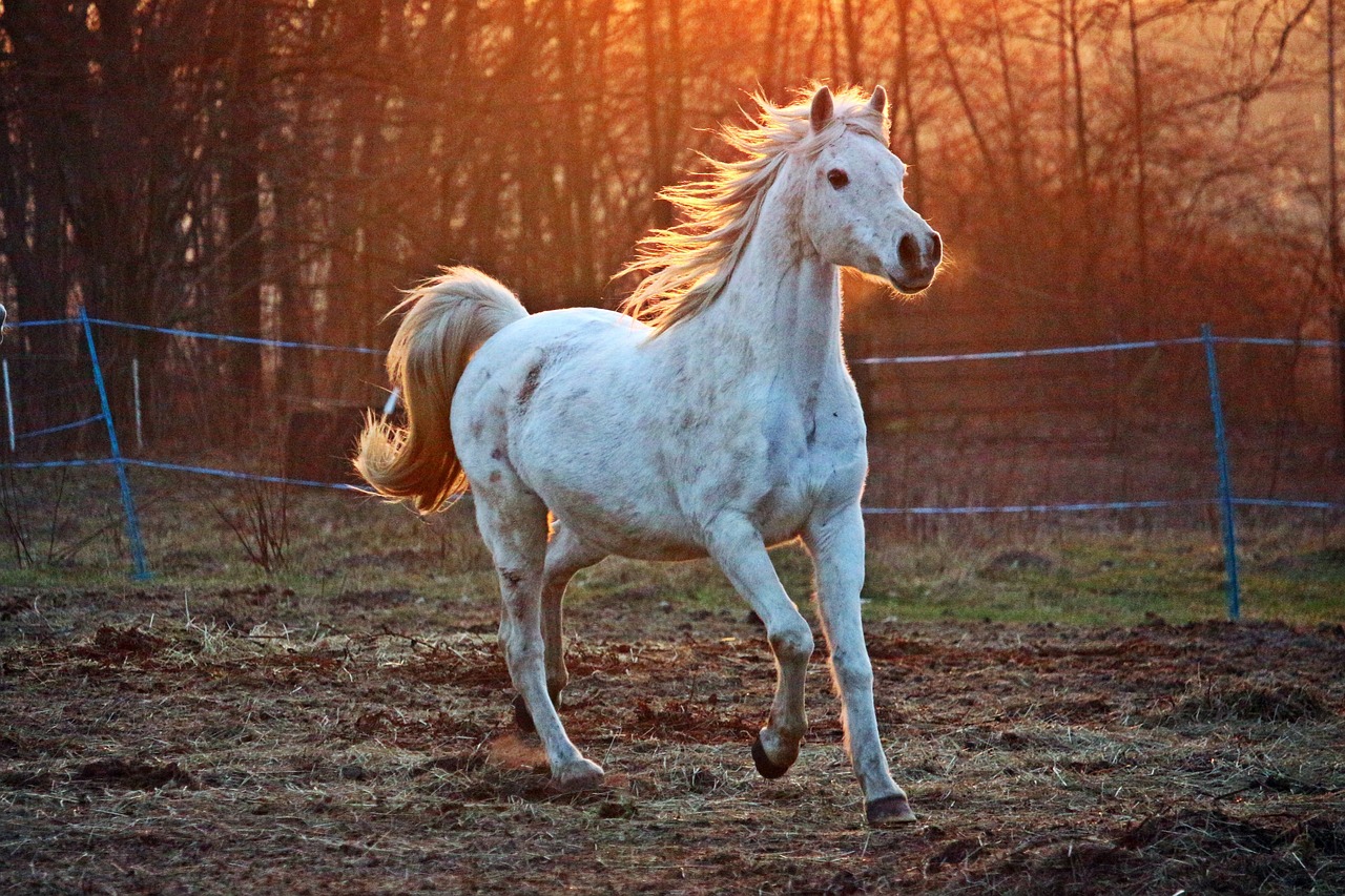 ¿Cuánto mide y pesa un caballo adulto?