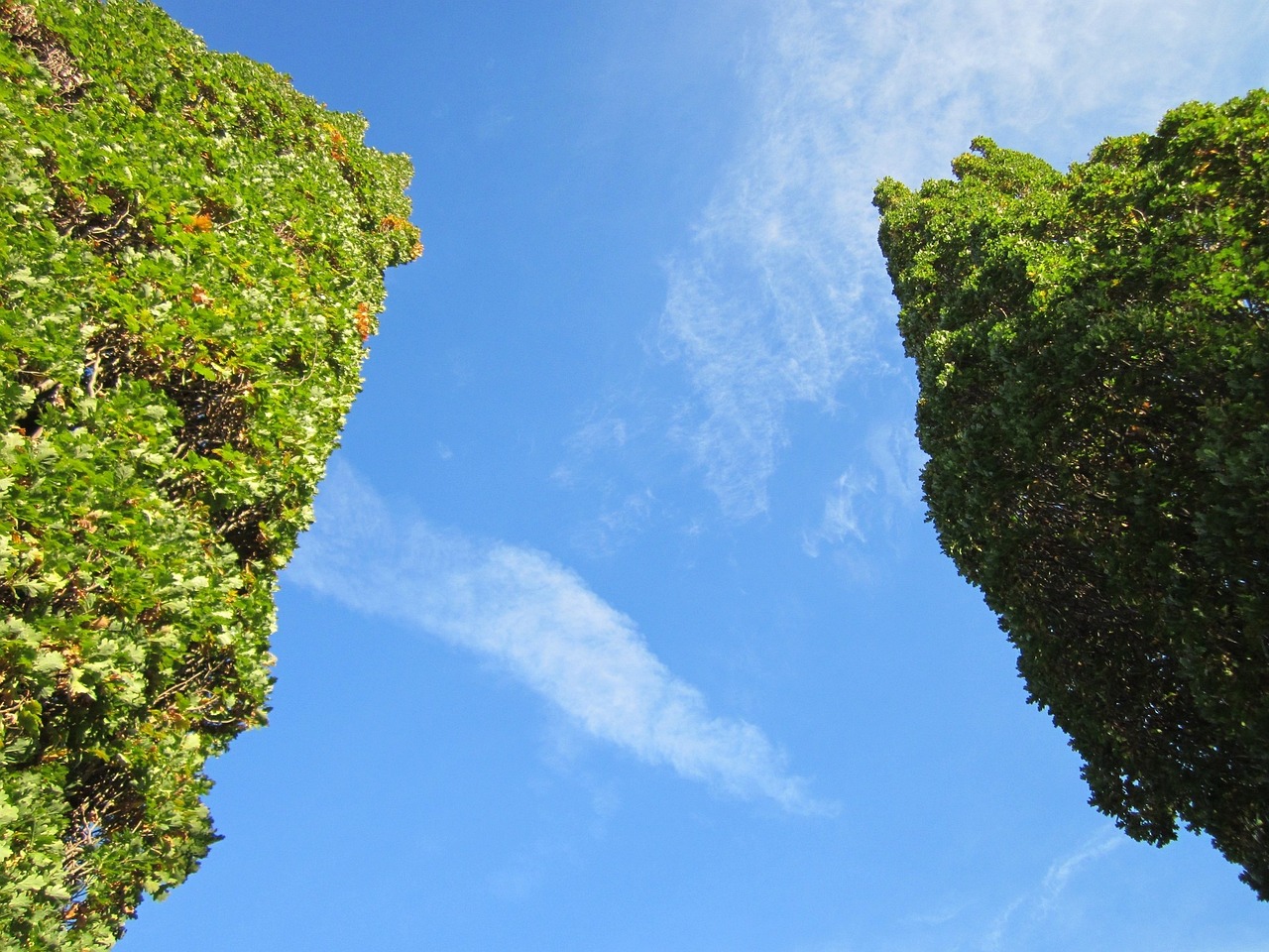 ¿Qué significa el francés natural?