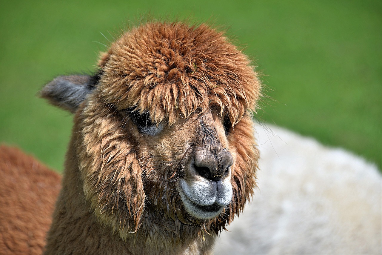 ¿Por qué escupe la alpaca?