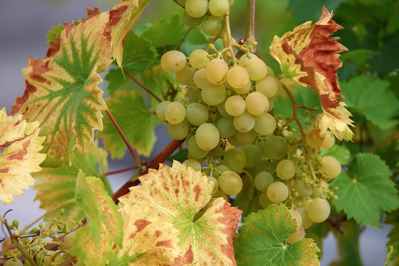 ¿Qué pasa si como uvas verdes todos los días?