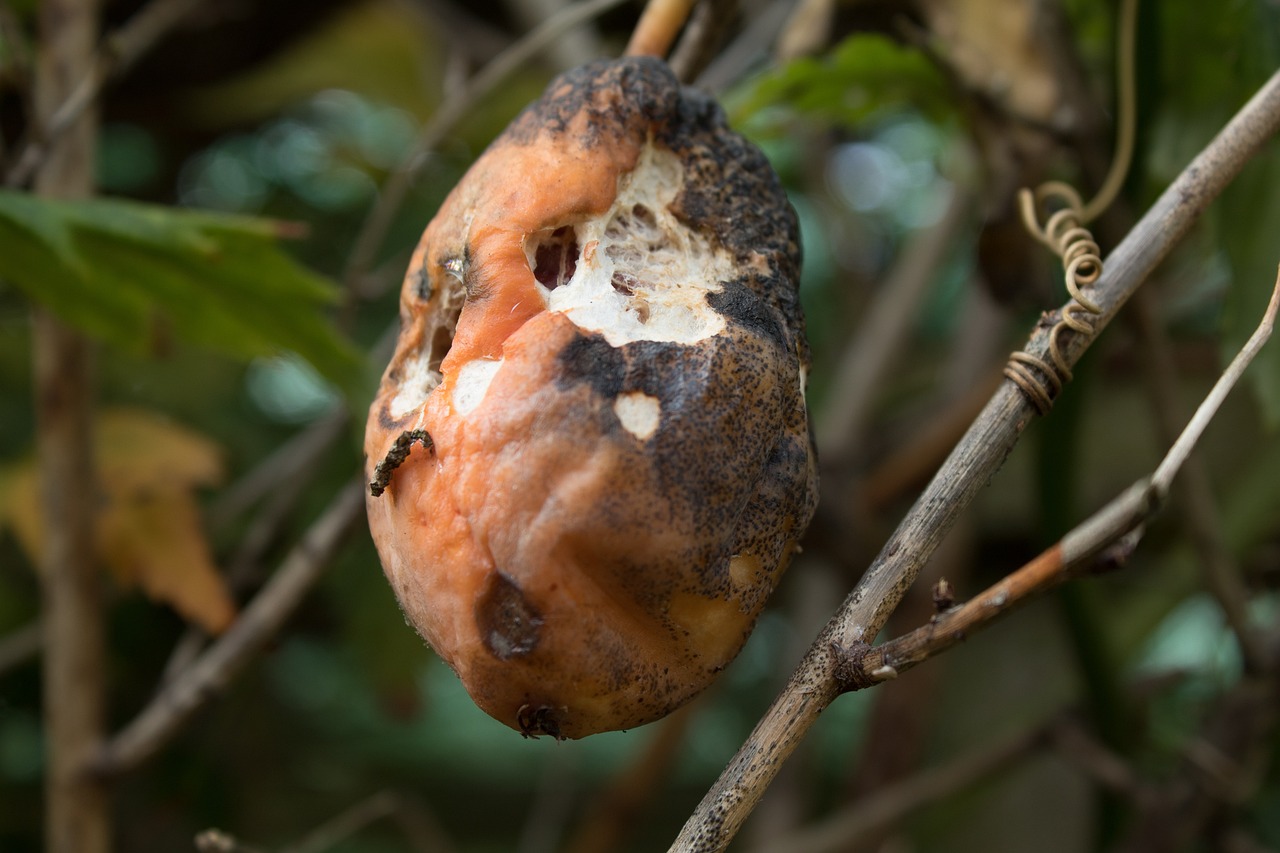 ¿Cuánto tiempo tarda en descomponerse el cuerpo de un animal?