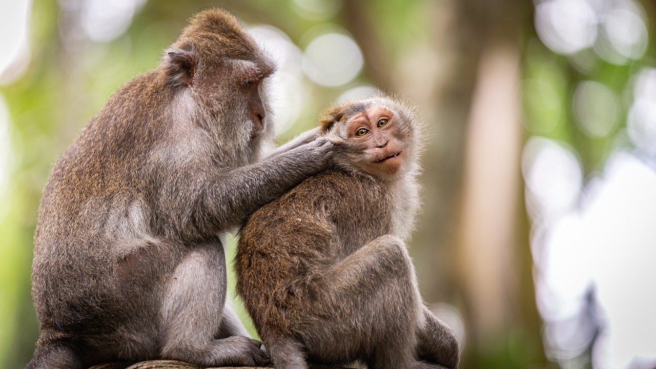¿Qué es el término grooming?
