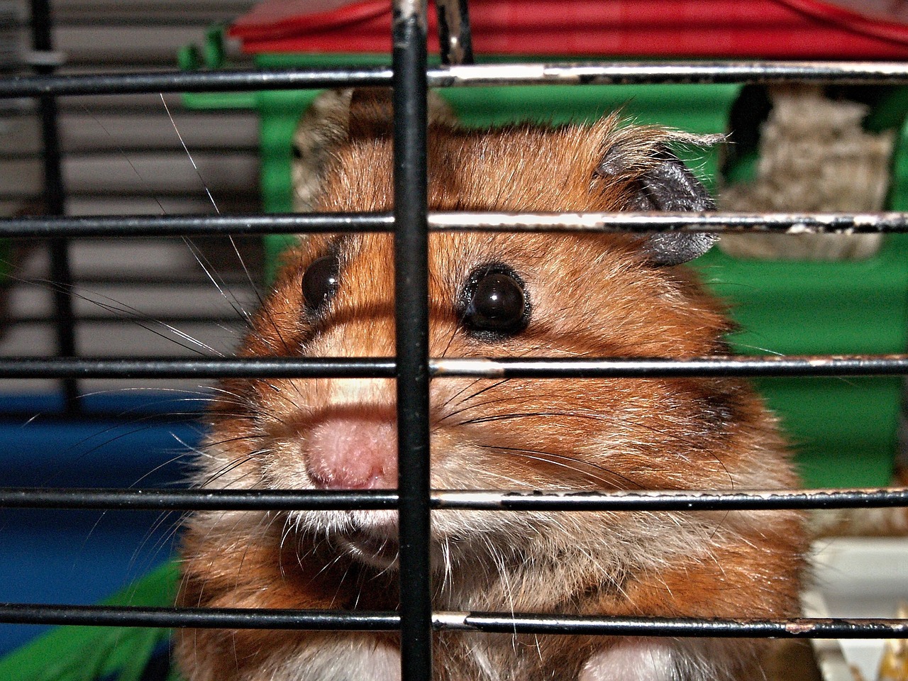 ¿Cuáles son los animales en cautiverio?