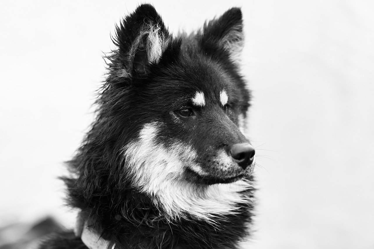 ¿Qué piensan los perros cuando sus dueños se van?